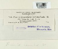 Puccinia caricina image