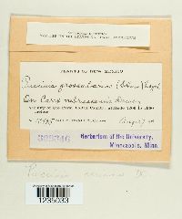 Puccinia caricina image