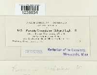 Puccinia caricina image