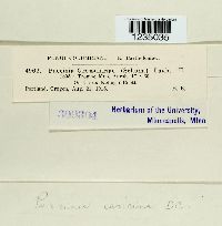 Puccinia caricina image