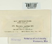 Puccinia caricina image