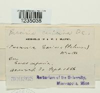 Puccinia caricina image