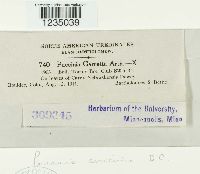 Puccinia caricina image