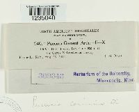 Puccinia caricina image