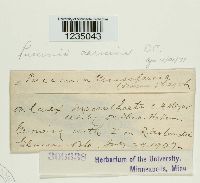 Puccinia caricina image