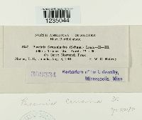 Puccinia caricina image