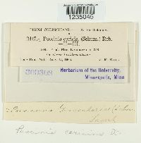 Puccinia caricina image