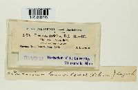 Puccinia caricina image