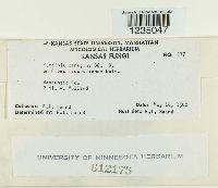 Puccinia caricina image