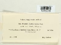 Puccinia caricina image