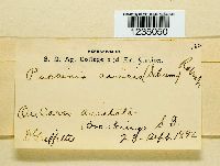 Puccinia caricina image