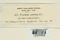 Puccinia caricina image