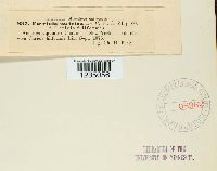 Puccinia caricina image