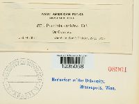 Puccinia caricina image