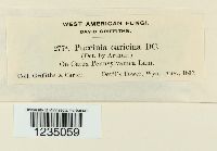 Puccinia caricina image