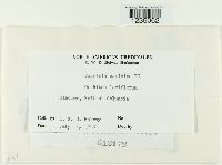 Puccinia caricina image