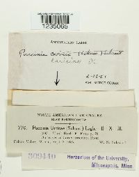 Puccinia caricina image