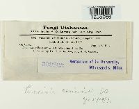 Puccinia caricina image