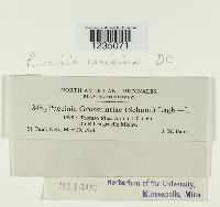 Puccinia caricina image