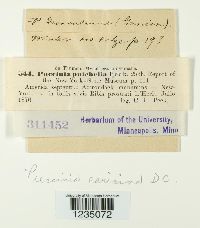 Puccinia caricina image