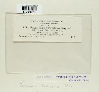 Puccinia caricina image