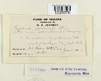 Puccinia caricina image