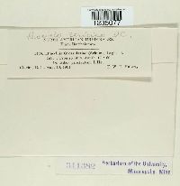 Puccinia caricina image