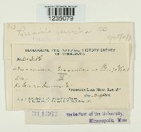 Puccinia caricina image