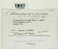 Puccinia caricina image