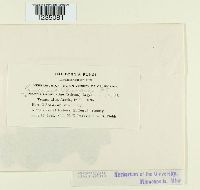 Puccinia caricina image