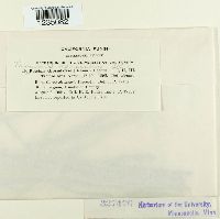 Puccinia caricina image