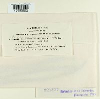 Puccinia caricina image