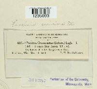 Puccinia caricina image