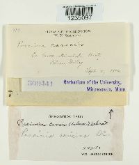 Puccinia caricina image