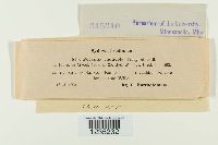 Puccinia caulicola image