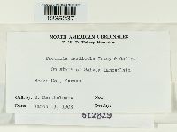 Puccinia caulicola image