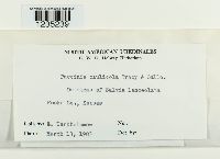 Puccinia caulicola image