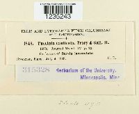 Puccinia caulicola image