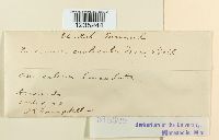 Puccinia caulicola image