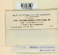 Puccinia caulicola image