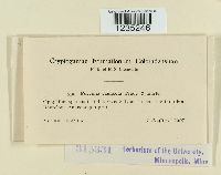 Puccinia caulicola image