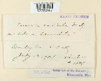 Puccinia caulicola image