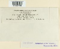 Puccinia caulicola image