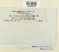 Puccinia caulicola image