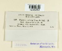 Puccinia caulicola image