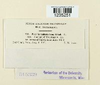 Puccinia caulicola image