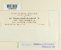 Puccinia caulicola image