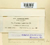 Puccinia caulicola image