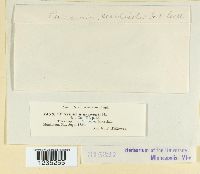 Puccinia caulicola image