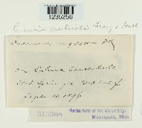 Puccinia caulicola image